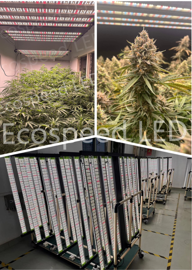 Medical & botanical
