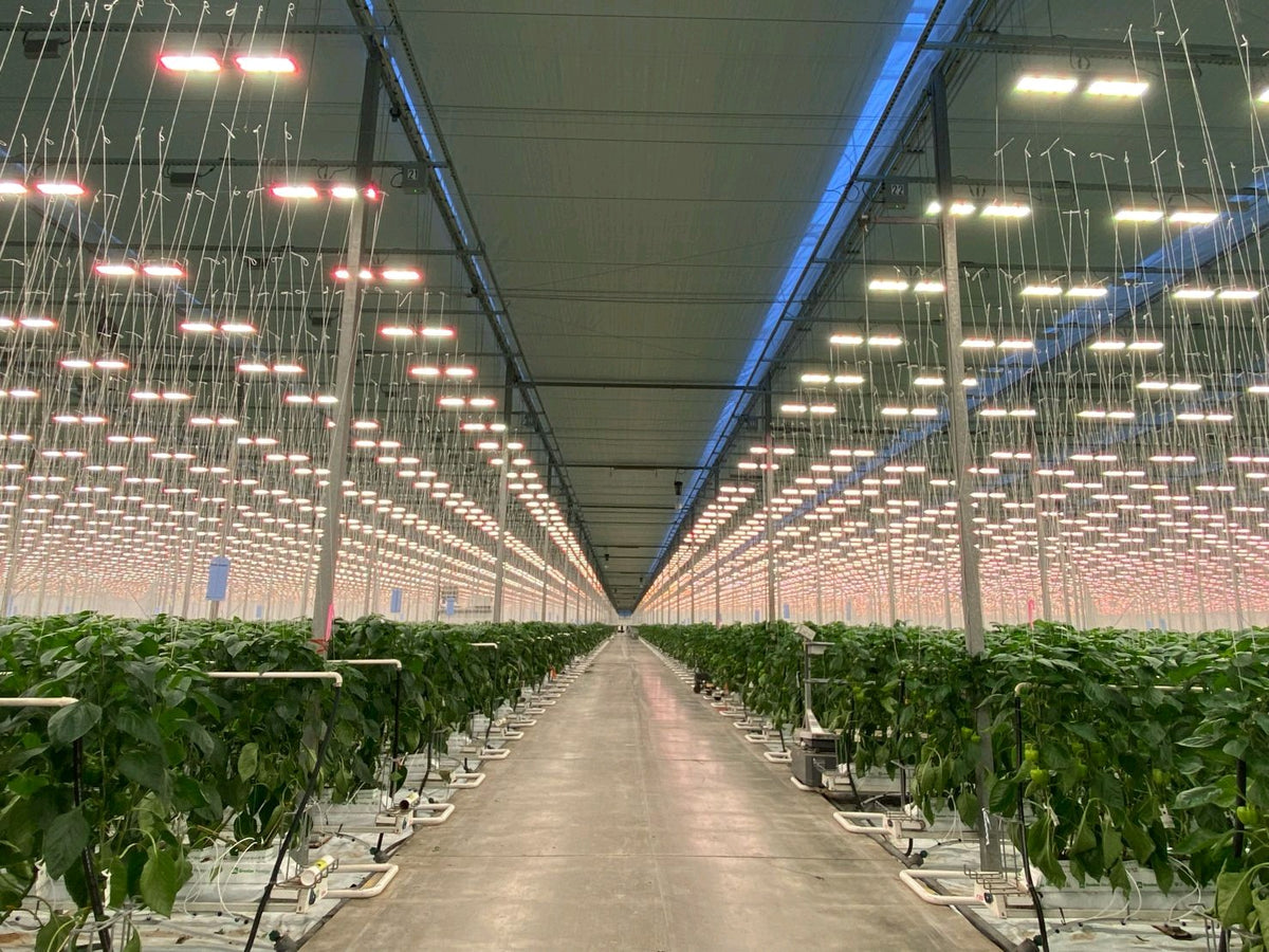Engineered light. Maximum yield.