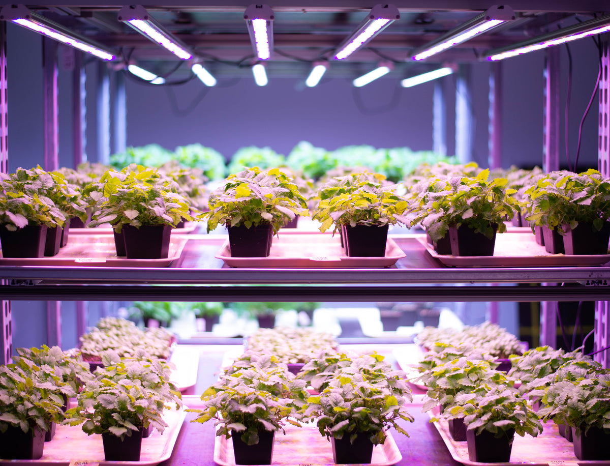 Grow more in every rack, all year round
