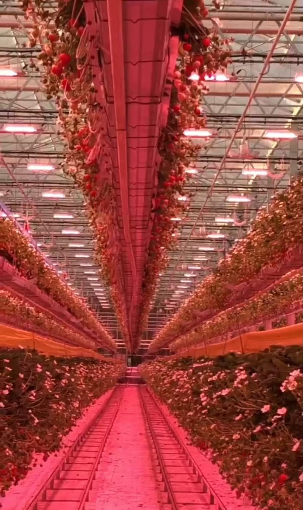 Fruiting crops