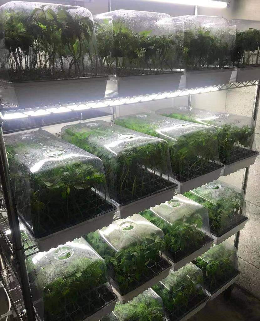 Clones & seedlings