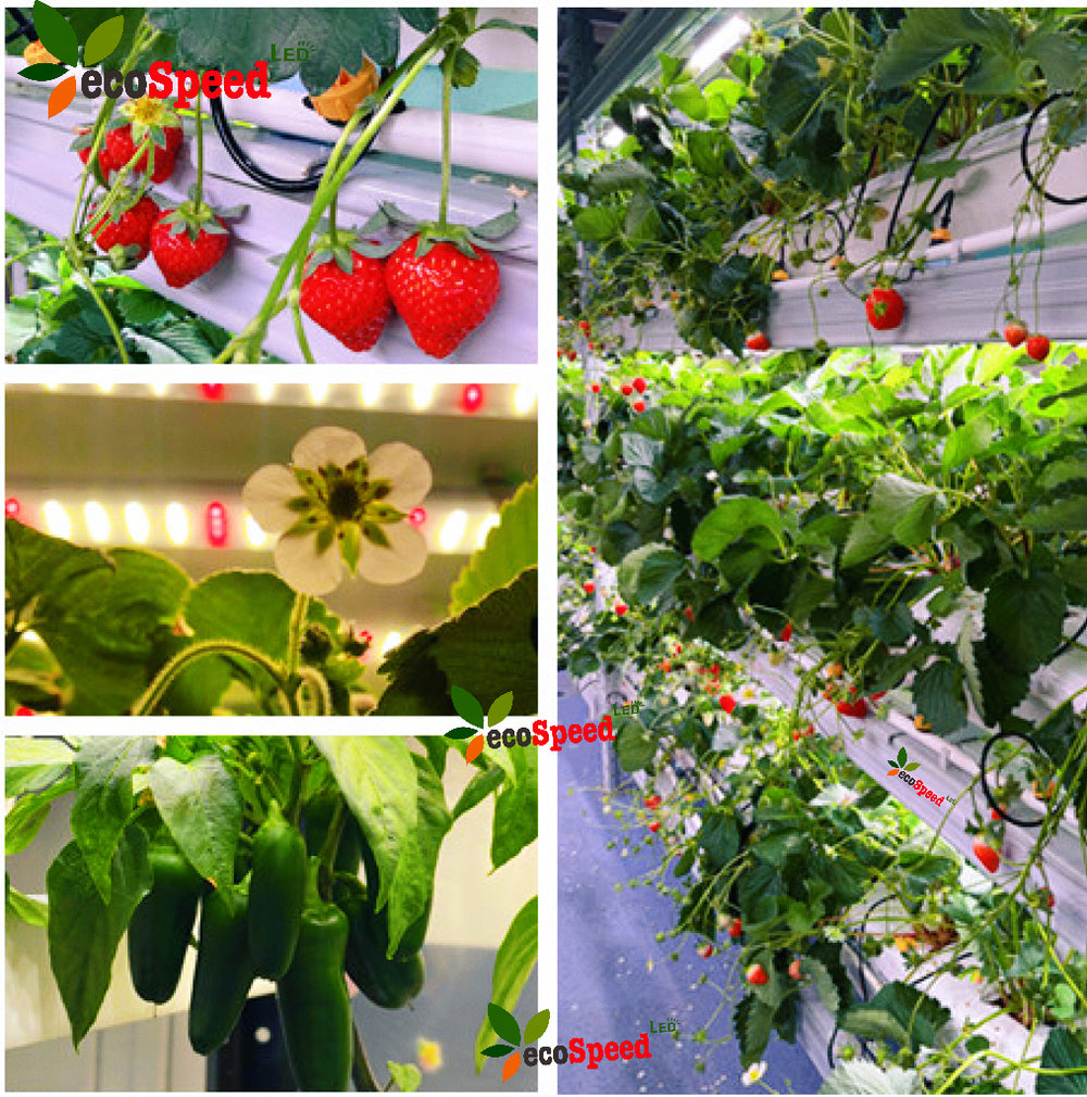 Strawberries, leafy greens & herbs