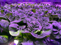 VFB 24W  LED Bar Grow Light