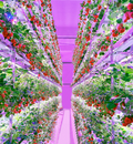 VFB 24W  LED Bar Grow Light