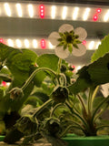VFB 24W  LED Bar Grow Light