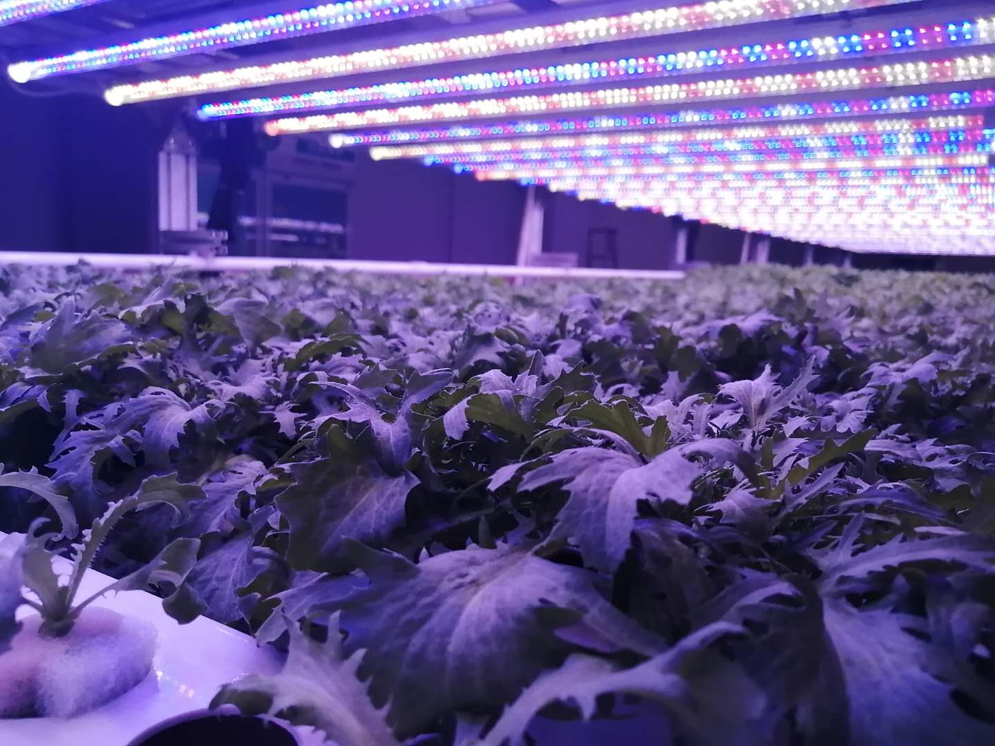 T8 18-24W LED Tube Grow Light – Ecospeedled