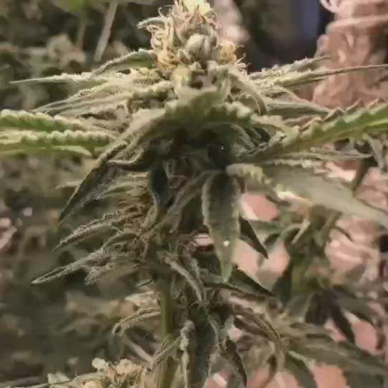 药用植物的商业化种植
