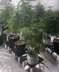22 Inch Runoff Tray Hydroponic System