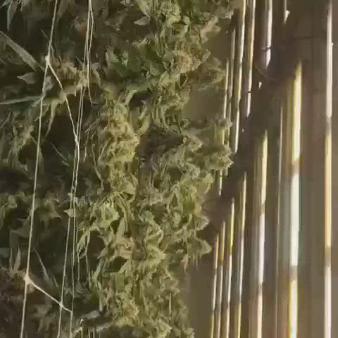 药用植物的商业化种植